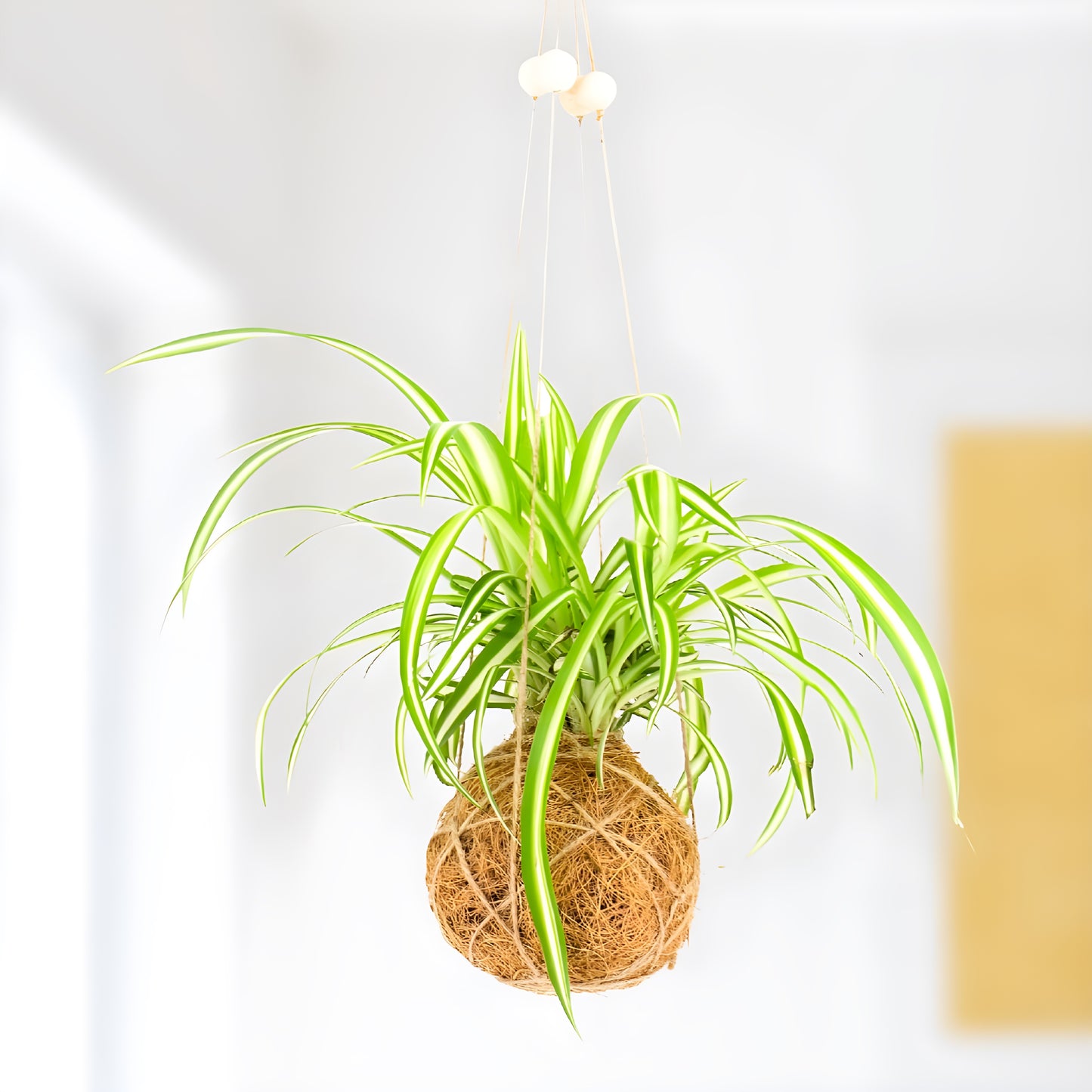 finished project of DIY Kokedama kit with moss, twine, growing materials, and instructions for creating a Japanese moss ball planter.