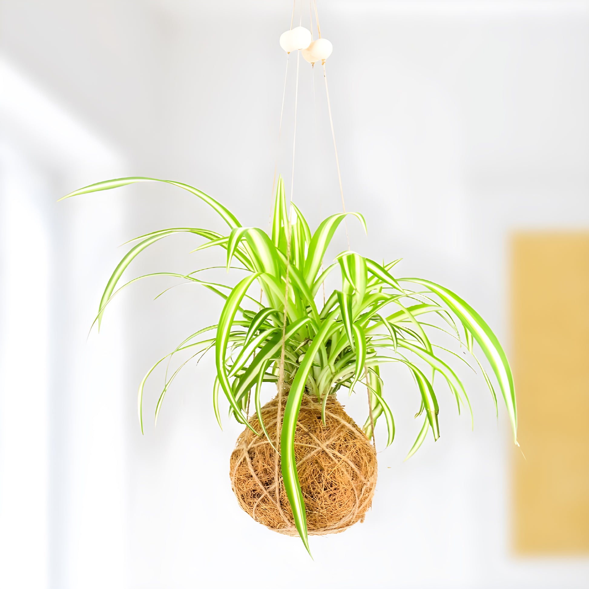 finished project of DIY Kokedama kit with moss, twine, growing materials, and instructions for creating a Japanese moss ball planter.